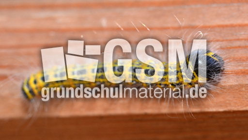 Raupe des Mondvogels (2).jpg